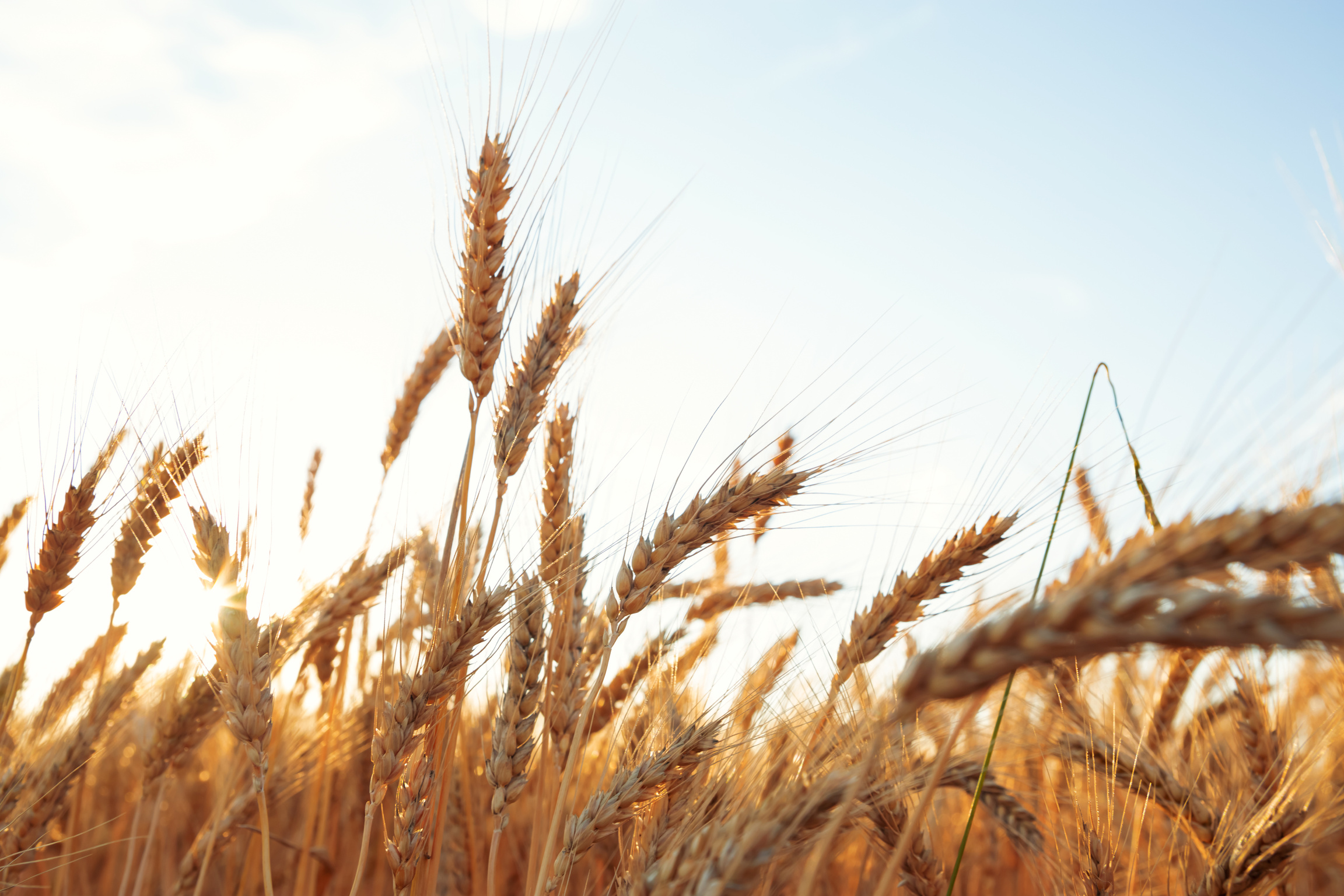 Gold Wheat Field